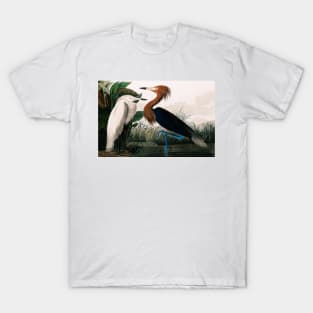 Bird of America  Bird, bird lover, america, beautiful  Public domain painting by John James Audubon T-Shirt